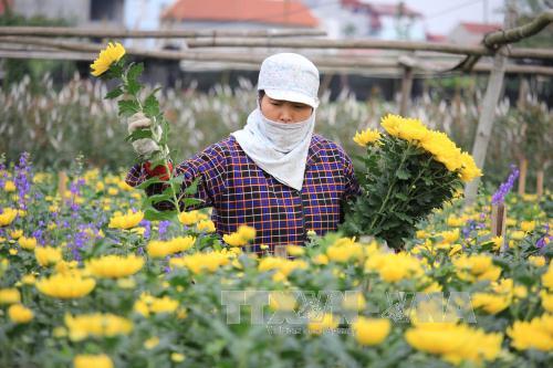 Nỗi niềm của những người phụ nữ vùng trồng hoa Tây Tựu